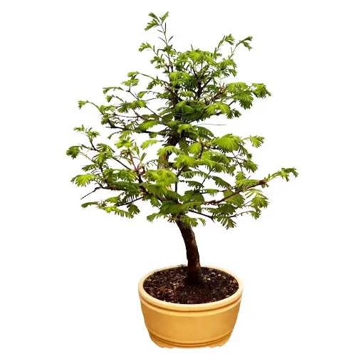Beautiful Dawn Redwood 43cm