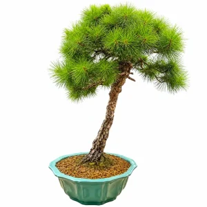 Tall Japanese Black Pine 130cm