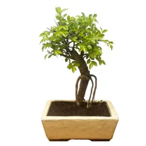 Defined Exposed Root Chinese Elm 30cm