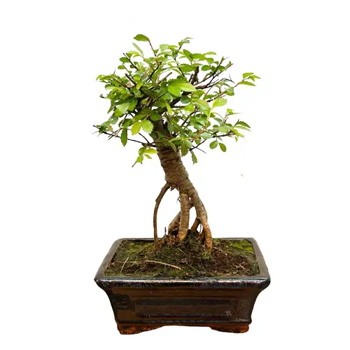 Exposed Root Chinese Elm 30cm