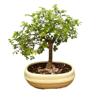 Exposed Roots Chinese Elm 31cm