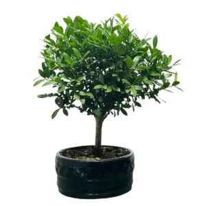 Japanese Holly 28cm - Miyagi Bonsai