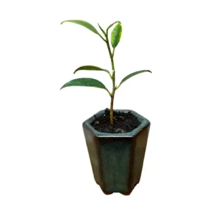 Little Ficus Bonsai 17cm
