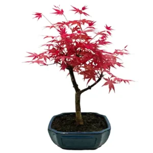 Lush Japanese Red Maple 42cm