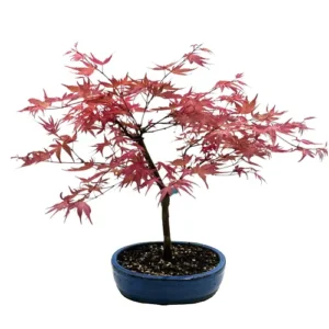 Spread Out Japanese Red Maple 46cm