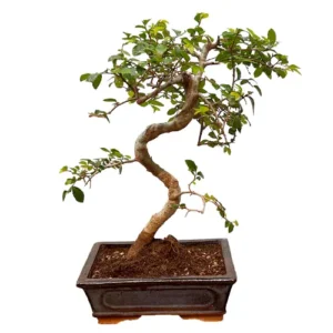 Structured Chinese Elm 41cm