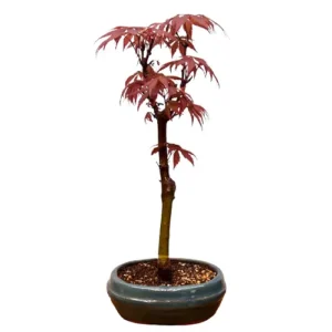 Tall Japanese Red Maple 41cm