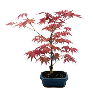 Tall Japanese Red Maple 35cm