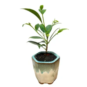 Thriving Ficus Bonsai 24cm