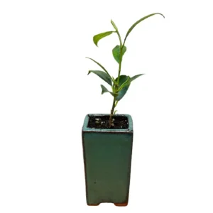 Upright Ficus Bonsai 23cm