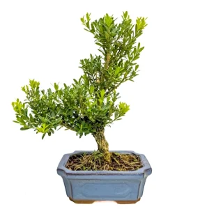 Pretty Chinese Box Tree 28cm