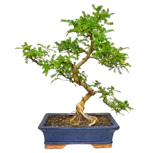 Lush Japanese Pepper Tree 56cm