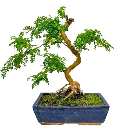 Japanese Pepper Tree 45cm