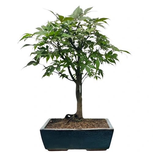 Acer Atropurpureum 49cm