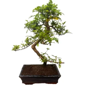 Artistic Japanese Pepper Tree 50cm