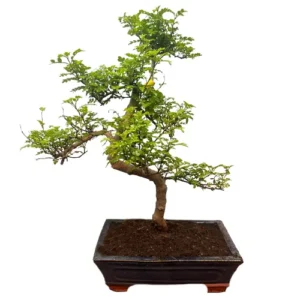 Bushy Japanese Pepper Tree 50cm