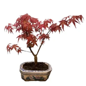 Charming Japanese Red Maple 31cm