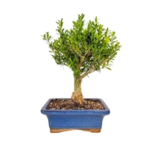 Lovely Chinese Box Tree 29cm