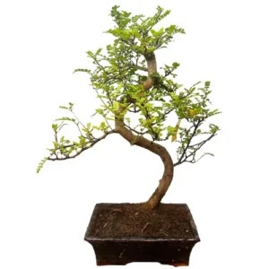 Curved Japanese Pepper Tree 44cm