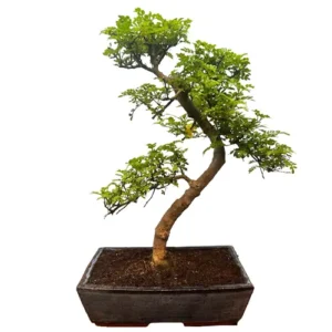 Curved Japanese Pepper Tree 51cm