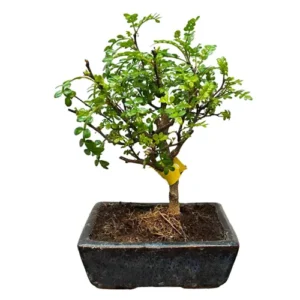 Growing Japanese Pepper Tree 27cm