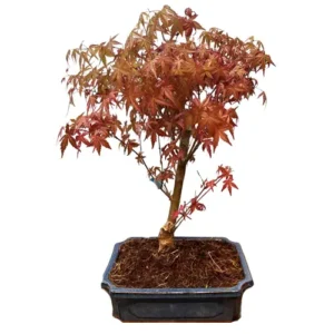 Wide Japanese Red Maple 51cm