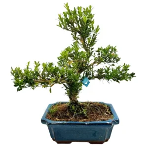Lovely Chinese Box Tree 33cm