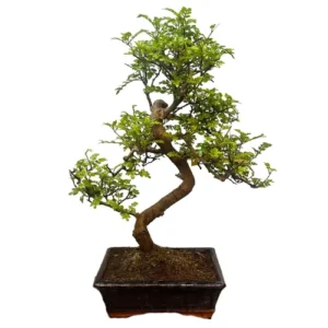 Structured Japanese Pepper Tree 43cm