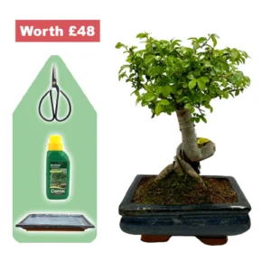 Unique Roots Chinese Elm Starter Kit
