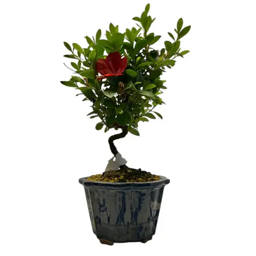Nature's Finest Satsuki Azalea 31cm - Miyagi Bonsai