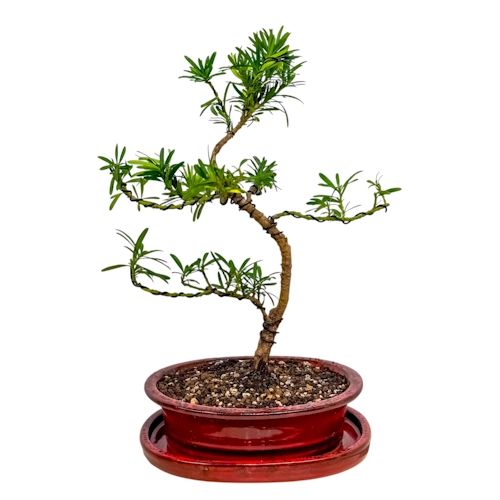 Bushy Buddhist Pine 39cm inc Tray