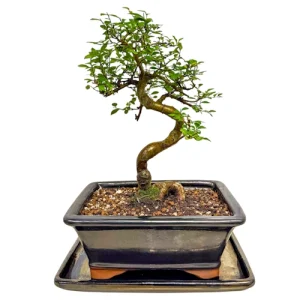 Tall Chinese Elm 33cm inc Tray