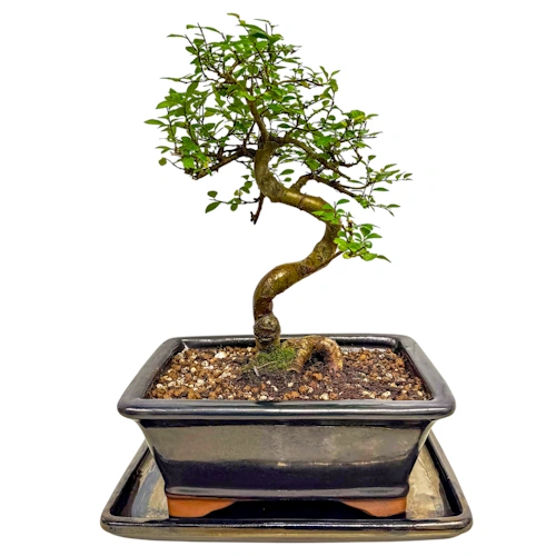 Tall Chinese Elm 33cm inc Tray