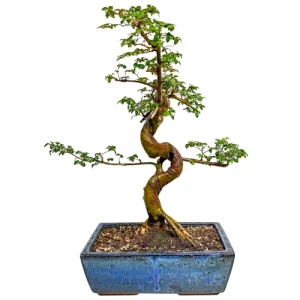 Chinese Elm 46cm