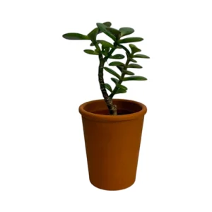 Money Plant 3285