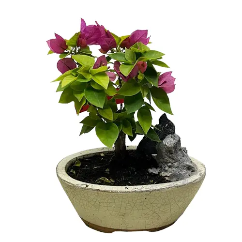 Beautiful Bougainvillea 22cm