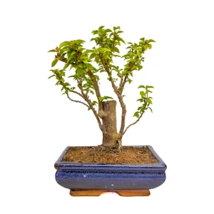 Decorative Bougainvillea 30cm