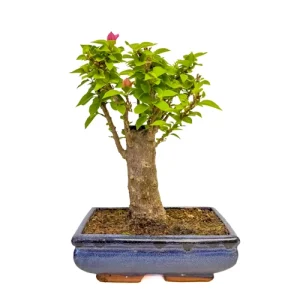 Bushy Bougainvillea 29cm