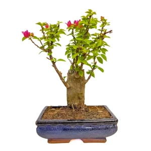 Styled Bougainvillea 32cm