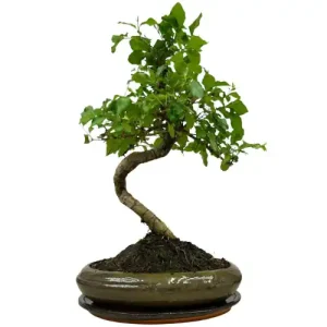 Cute Mandarin Tree Inc Tray 41cm