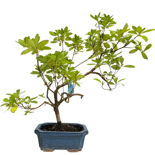 Cute Satsuki Azalea 40cm - Miyagi Bonsai