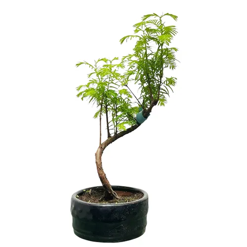 Lush Dawn Redwood 36cm