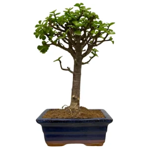 Cute Dwarf Jade 28cm