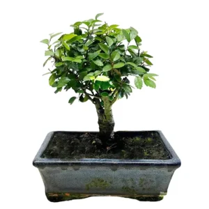 Glorious Chinese Elm 15cm
