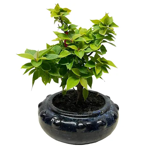 Compact bougainvillea bonsai in a round blue glazed pot with bright, rich green foliage