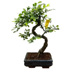 Strong Chinese Elm 34cm