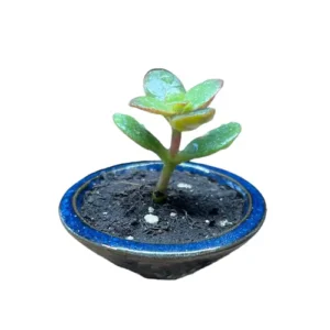Tiny Money Plant 7cm
