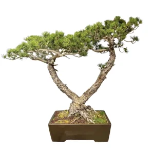 Double Japanese White Pine 83cm