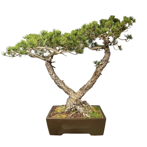 Double Japanese White Pine 83cm