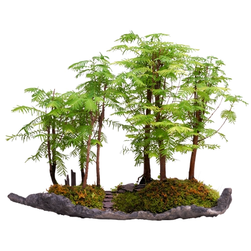 Dawn redwood bonsai in forest style, slab pot with feathery, matte needles